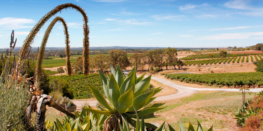Urban Planning Development Barossa Valley
