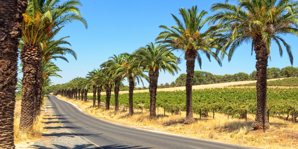 urban planning development Barossa valley