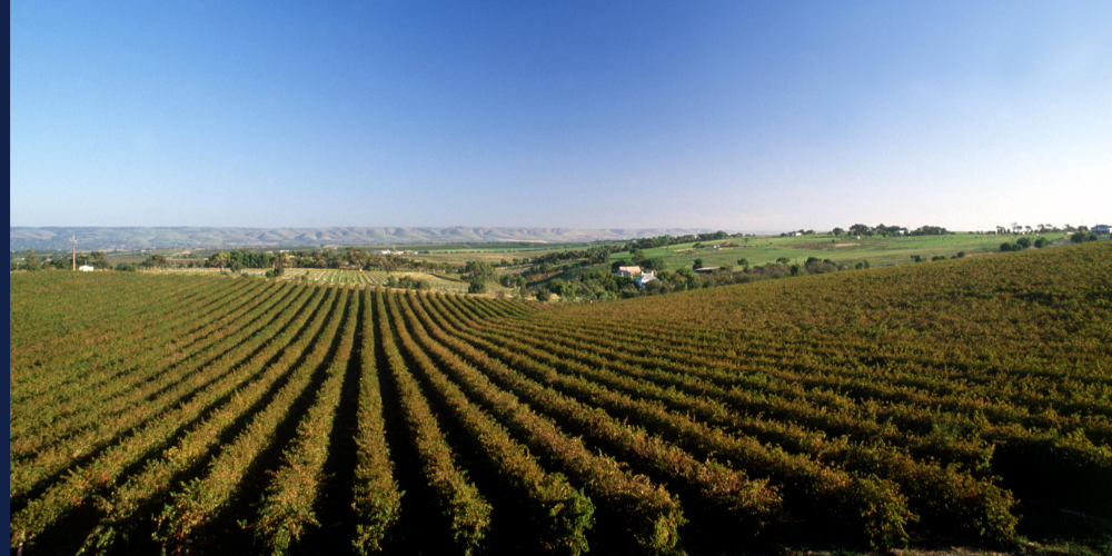 Mclaren Vale Urban Planning Development